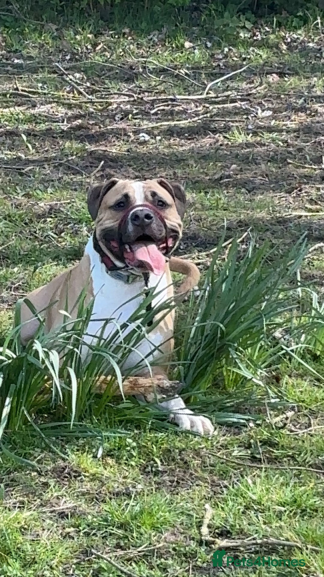 Mixed Breed dogs for sale: Bodhi - 2 Year Old AmBull X - Image 11