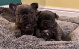 French Bulldog dogs for sale: French bulldog puppies, 4 girls and 3 boys - Image 1