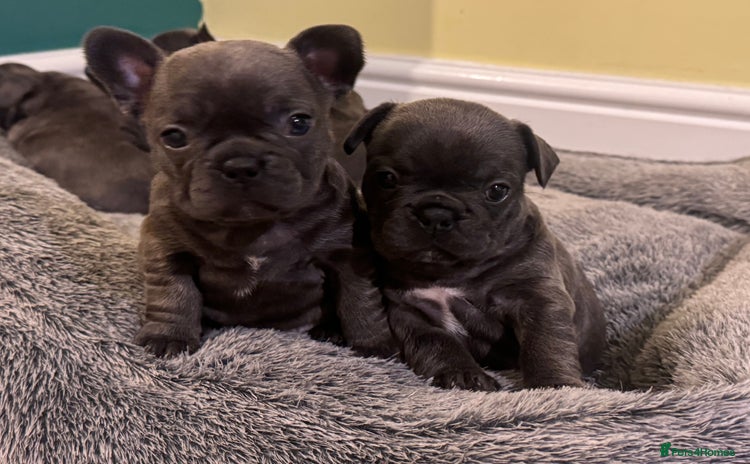 French Bulldog dogs - Advert 2
