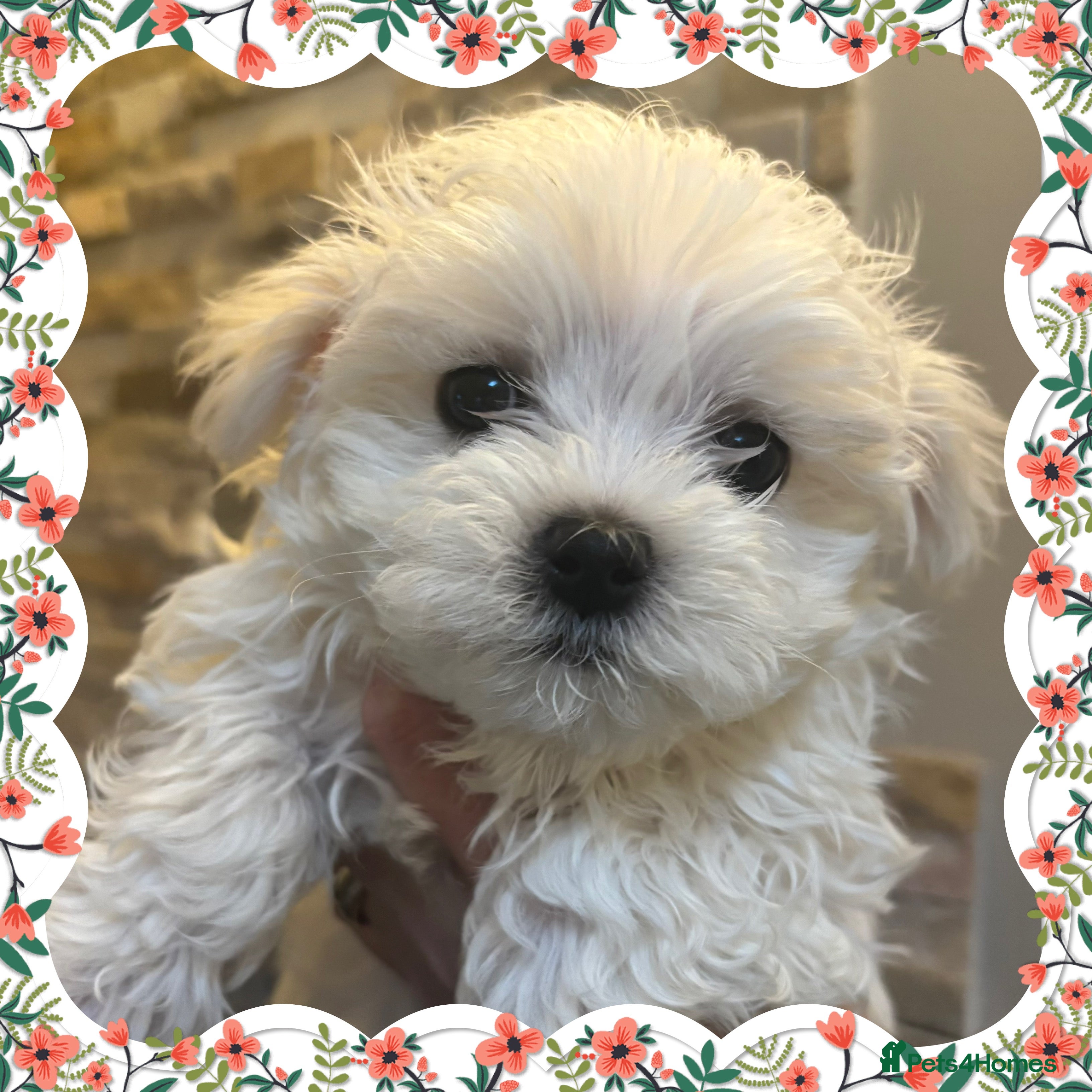 Maltese dogs Maltese puppies Kc registered  - Advert 5