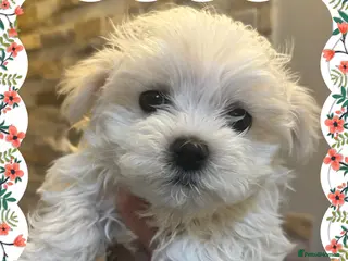 Maltese dogs Maltese puppies Kc registered - Advert 5