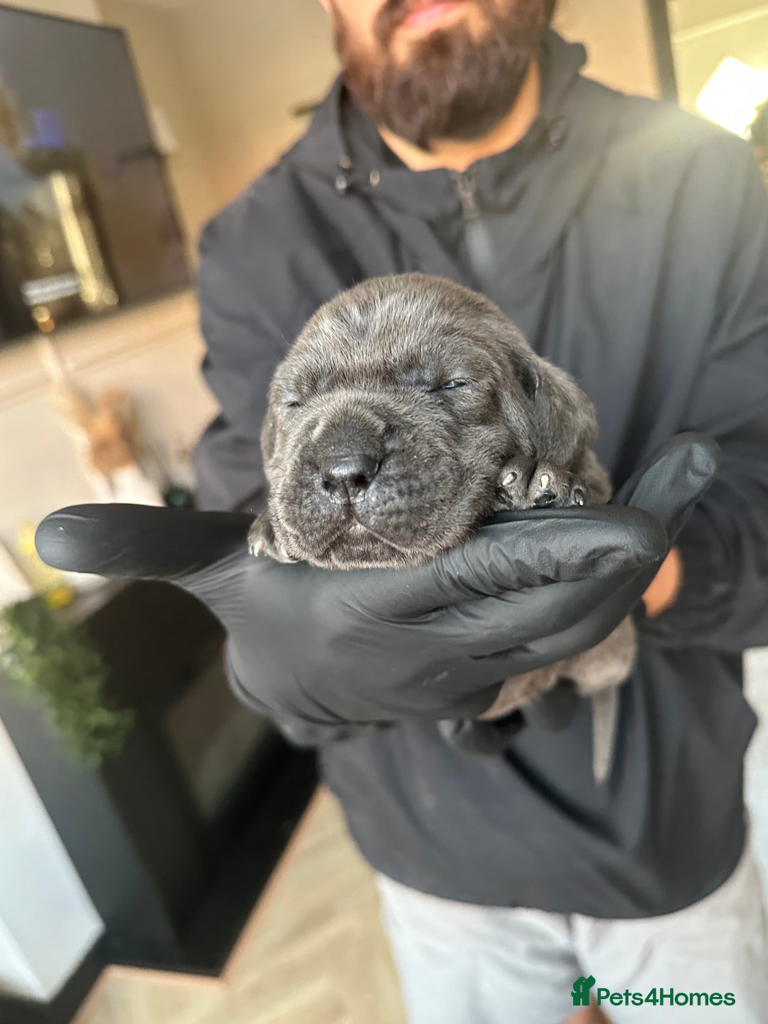 Cane Corso dogs for sale: Lupo D’Italia Kennels - Advert 14