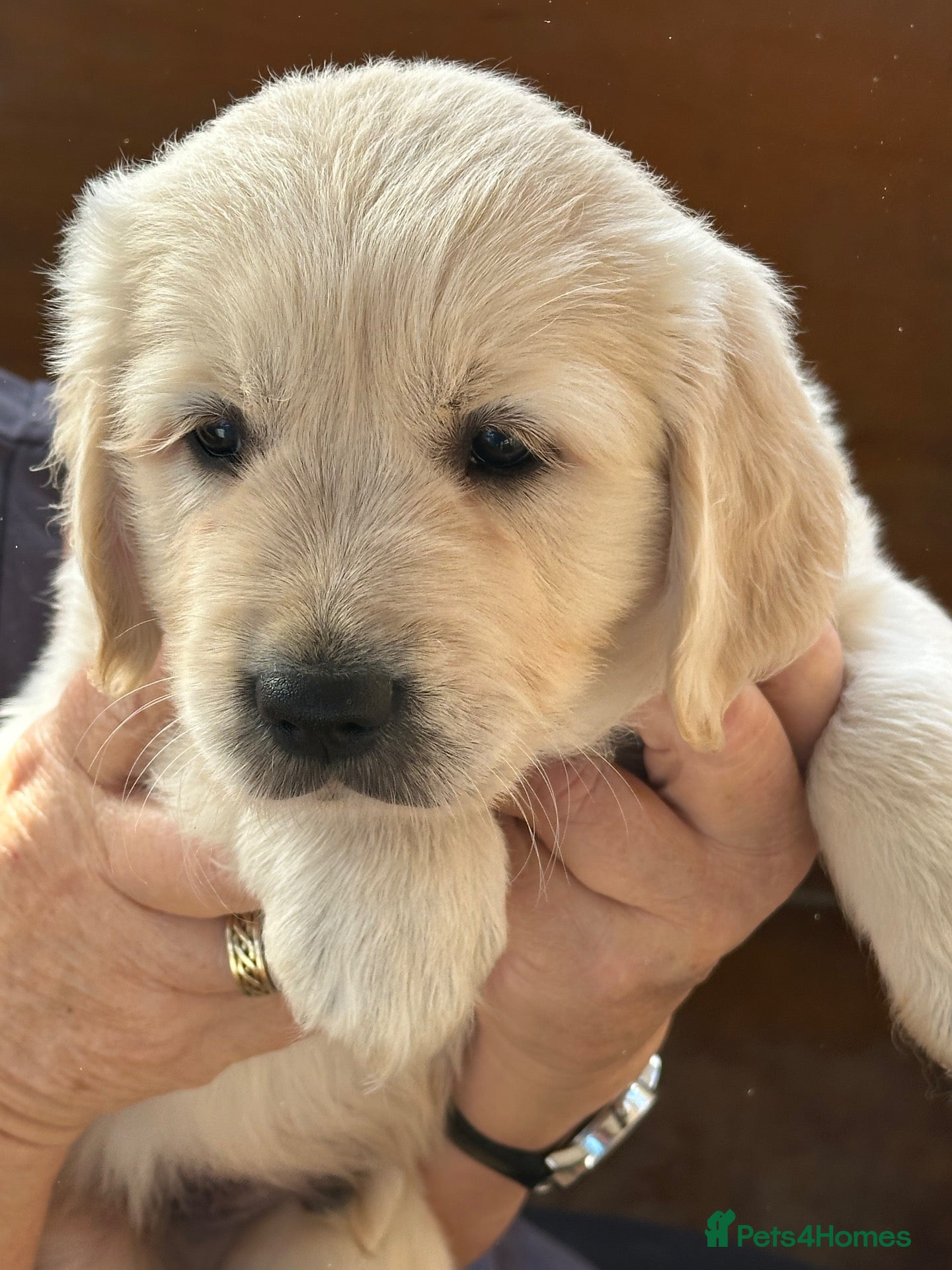 Golden Retriever dogs 🐾 Beautiful Golden Retriever Puppies - Advert 1