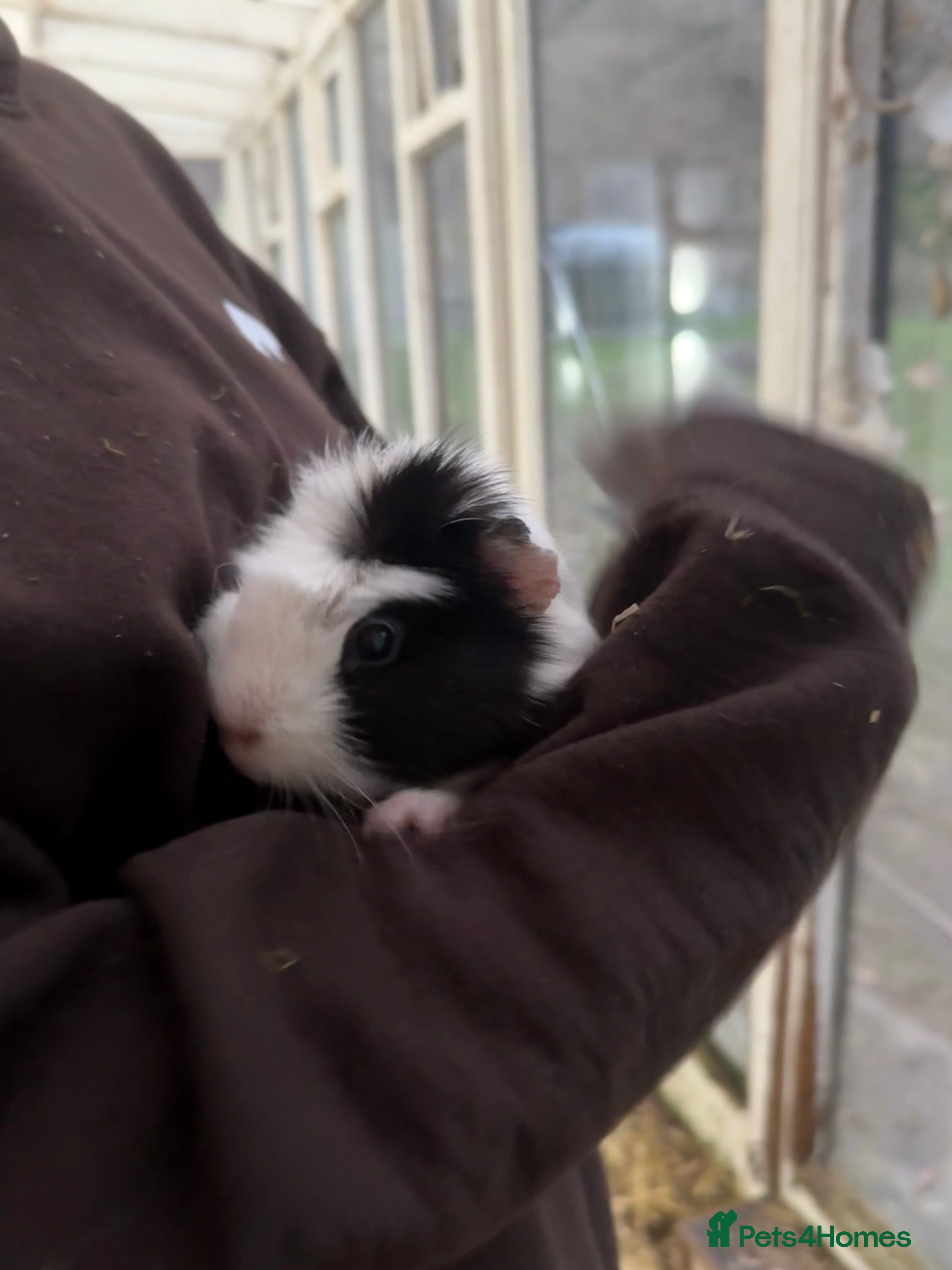 Guinea Pig rodents Two Guinea Pigs need rehoming  in Machynlleth - Advert 2