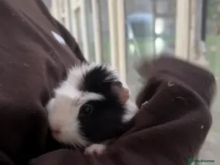 Guinea Pig rodents Two Guinea Pigs need rehoming in Machynlleth - Advert 14