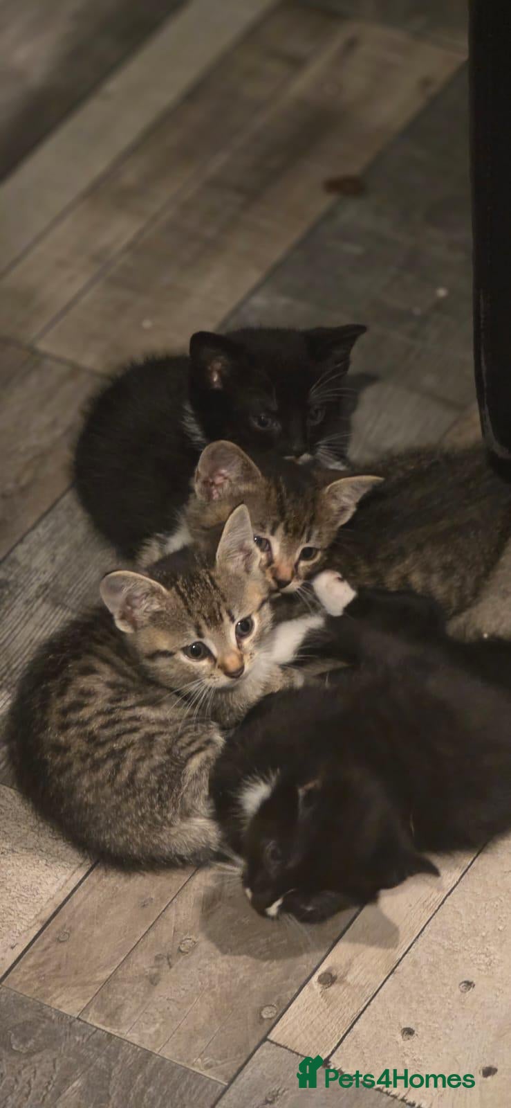 Mixed Breed cats for sale: Five Kittens Ready Now (3 tabby & 2 black/white) - Advert 3