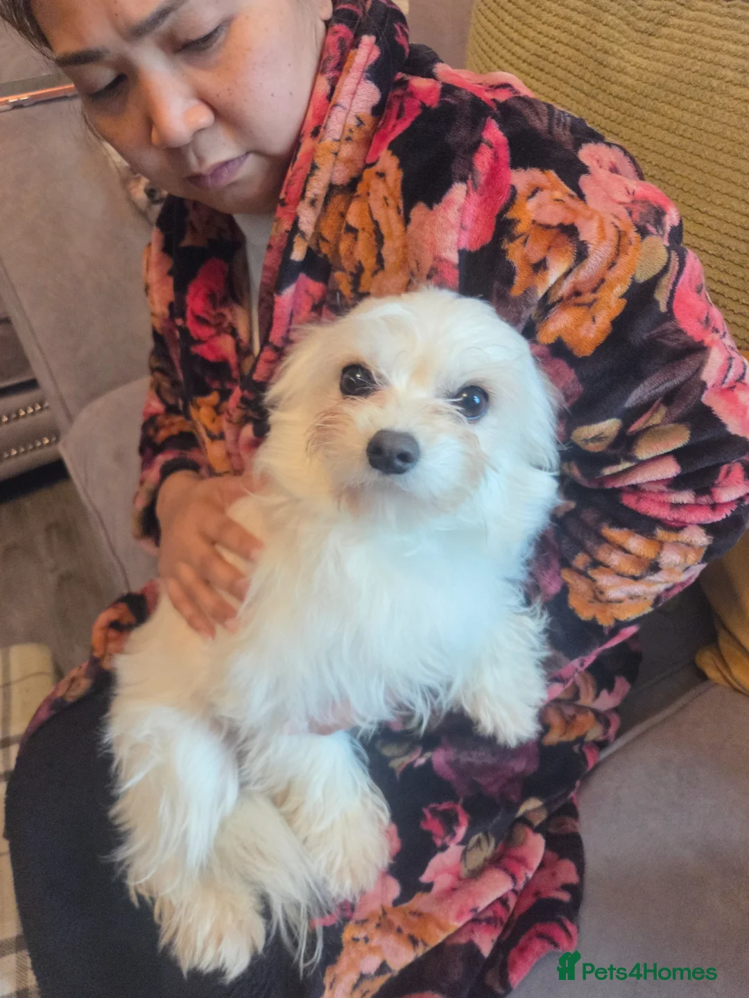 Mixed Breed dogs for sale: Hugo a brilliant and amazing dog in Bristol - Advert 1