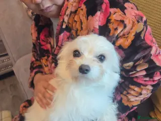 Mixed Breed dogs Hugo a brilliant and amazing dog - Advert 15