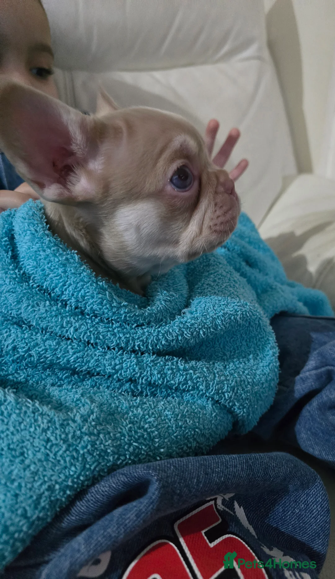 French Bulldog dogs for sale: Beautiful Frenchie Pups Available  - Advert 10