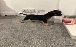 Mixed Breed dogs for sale: Frenchie x chihuahua pups - Image 14