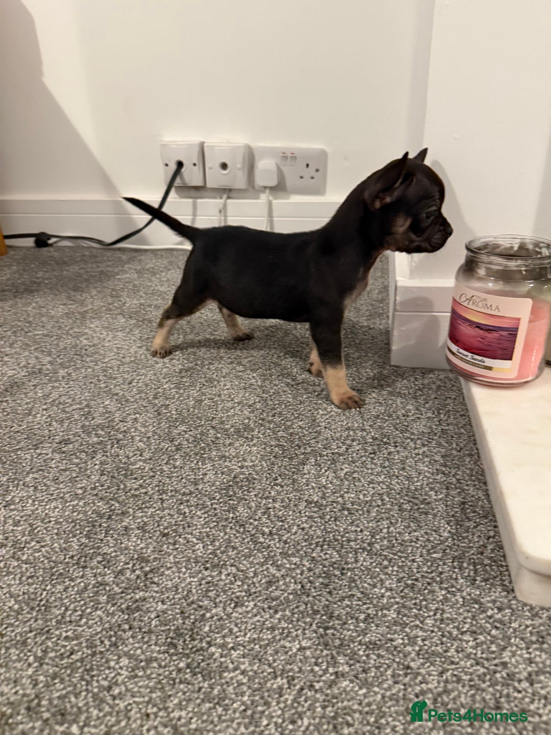 Mixed Breed dogs for sale: Frenchie x chihuahua pups - Image 14