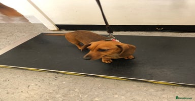 Miniature Dachshund dogs - Advert 12