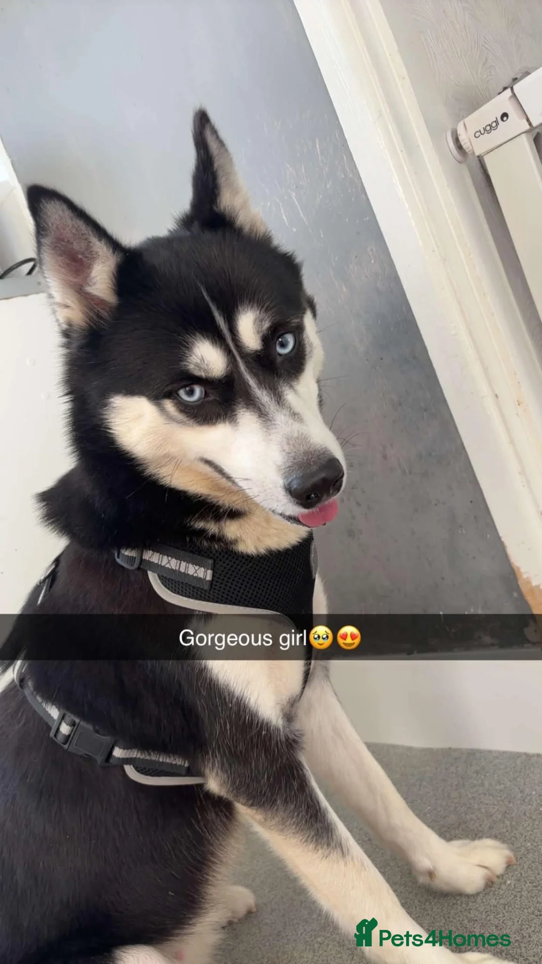 Siberian Husky dogs for sale: 4 year old Female Husky - Advert 2
