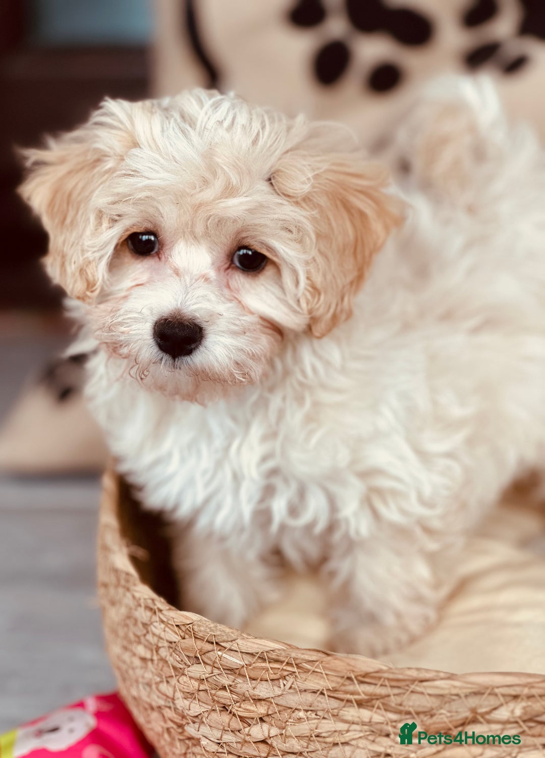 Maltipoo dogs for sale: F1 Toy Maltipoo puppys   - Image 30