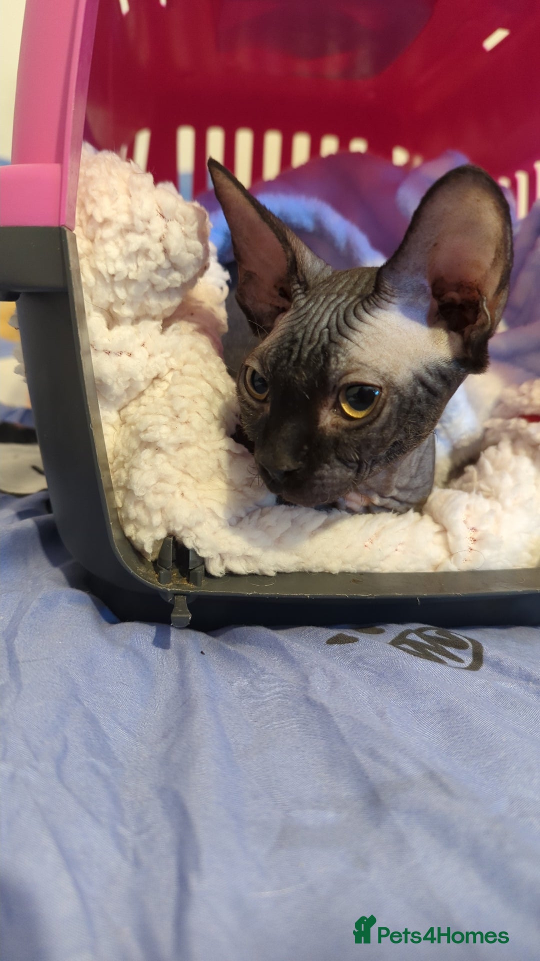 Sphynx cats for sale: Egypt is a elf sphynx  - Image 4
