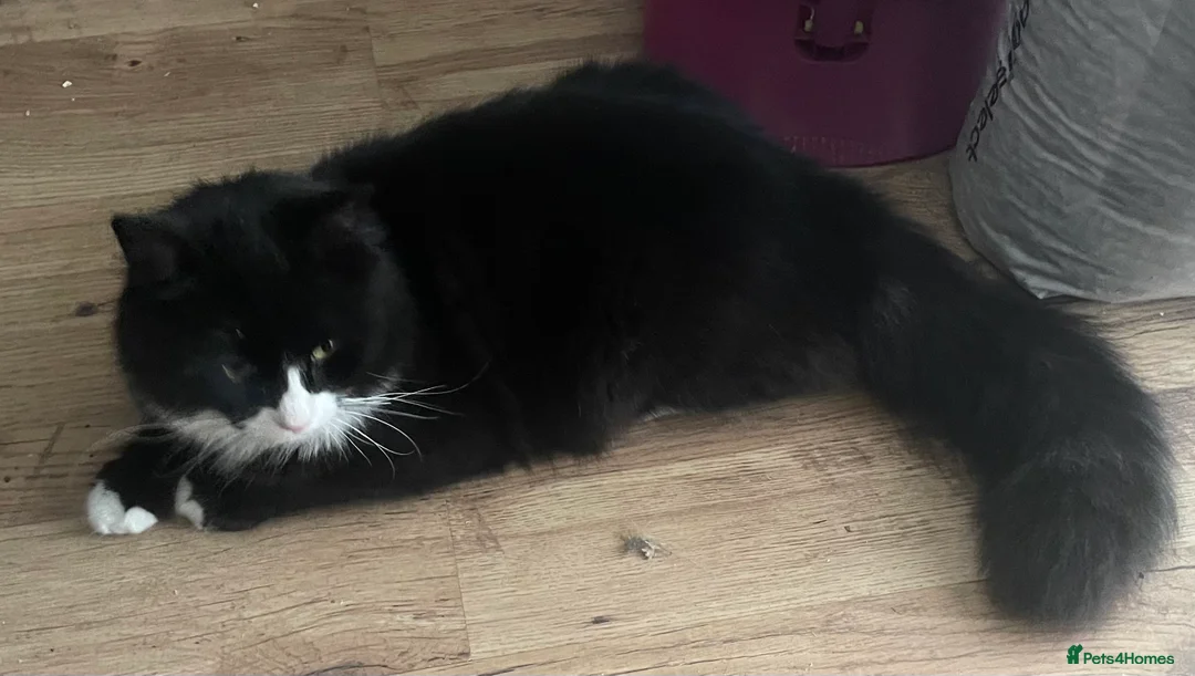 Norwegian Forest Cat cats for sale: Michu-Michu Handsome Boy - Advert 2