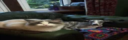 Ragdoll cats for sale: Female blue point ragdoll - Advert 1