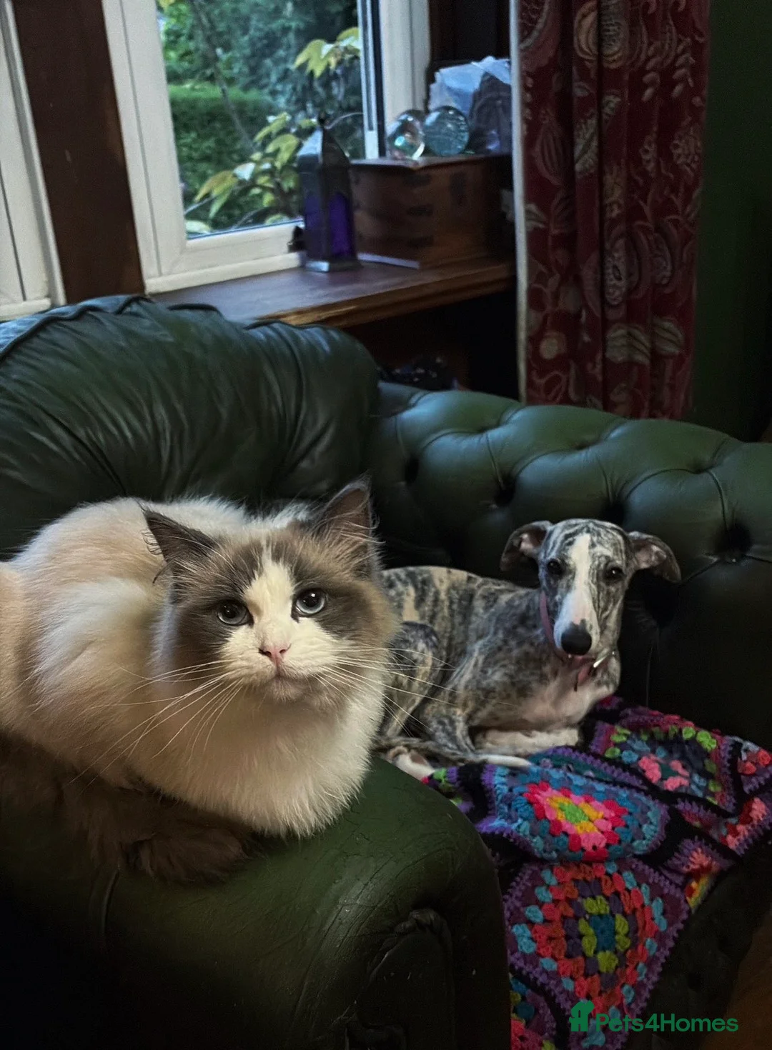 Ragdoll cats for sale: Female blue point ragdoll - Advert 1