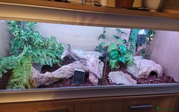 Python Snake reptiles for sale: Ball python banana het clown (male) - Image 4