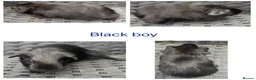 Guinea Pig rodents for sale: X8 baby boy/boar/male guinea pigs ready now.  - Advert 6