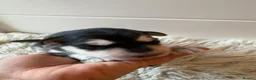 Mixed Breed dogs for sale: German Shepherd x White Swiss Shepherd - Advert 15