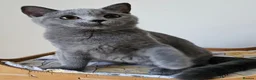 British Shorthair cats for sale: Stunning British Shorthair blue kittens NEUTERED - Advert 10