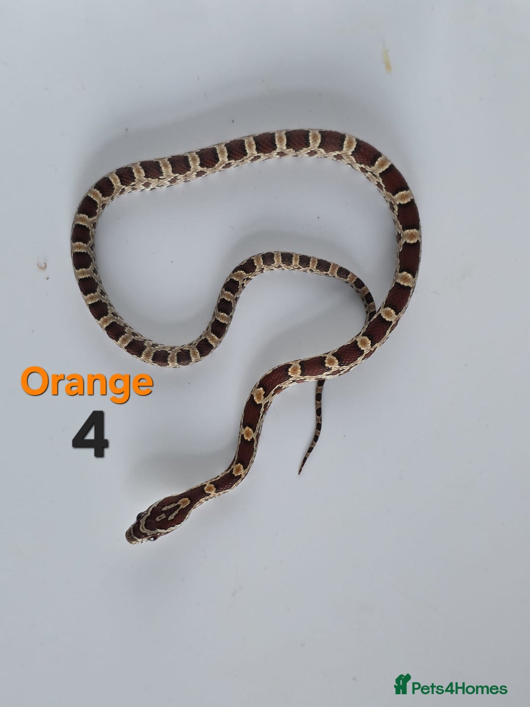 Corn Snake reptiles for sale: Baby Cornsnakes  - Advert 34