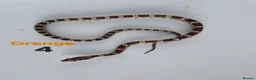Corn Snake reptiles for sale: Baby Cornsnakes  - Advert 29