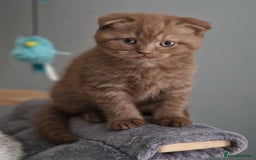 Scottish Fold cats for sale: Stunning TICA Registered Babies - Image 34