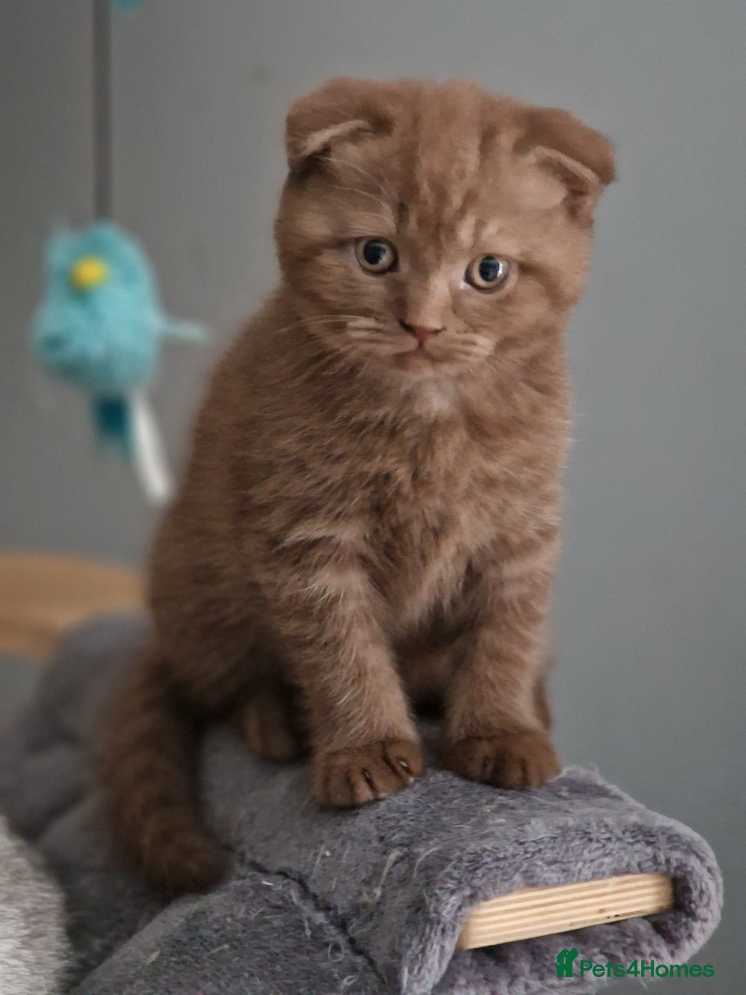 Scottish Fold cats for sale: Stunning TICA Registered Babies - Image 34