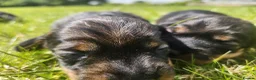 Dachshund dogs for sale: Kc registered teckel  - Advert 16