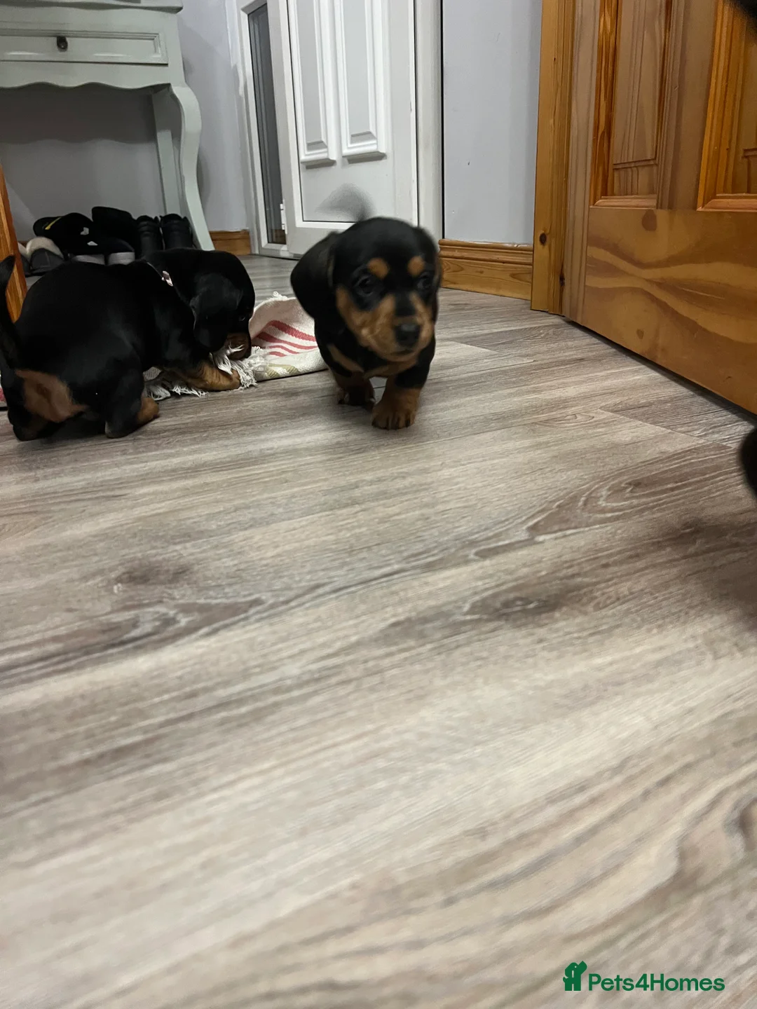 Dachshund dogs for sale: Adorable Dachshund puppies 4 boys 2 girls - Advert 5