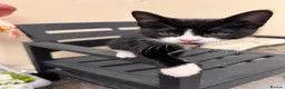 Domestic Shorthair cats for sale: 🐾 Gorgeous Kittens Ready for Loving Homes 🐾 - Advert 9