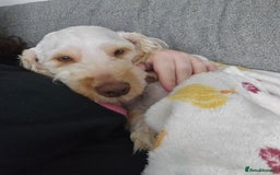 Cockapoo dogs for sale: 1 year old Cockapoo (Happy) - Image 2