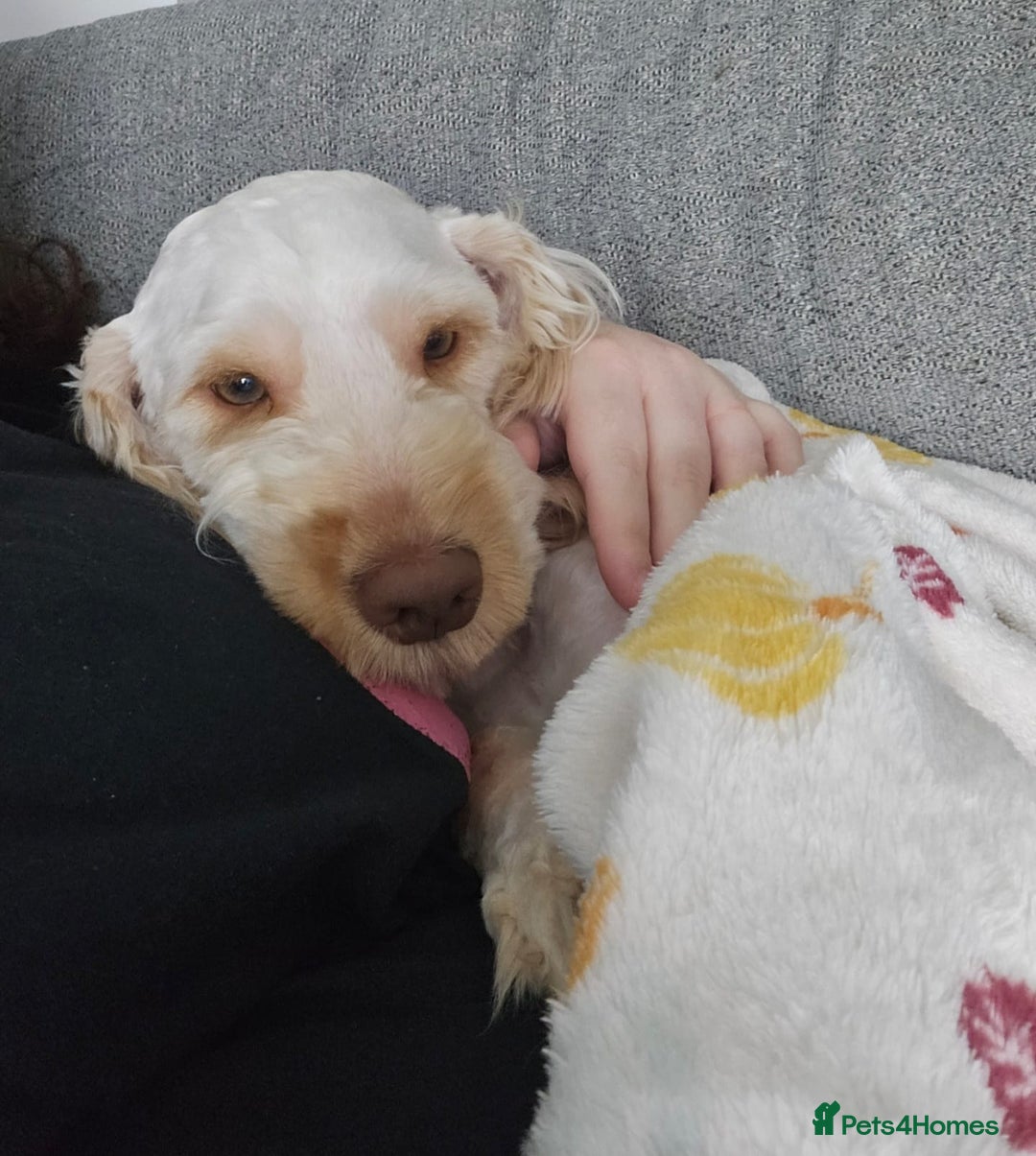 Cockapoo dogs for sale: 1 year old Cockapoo (Happy) - Image 2