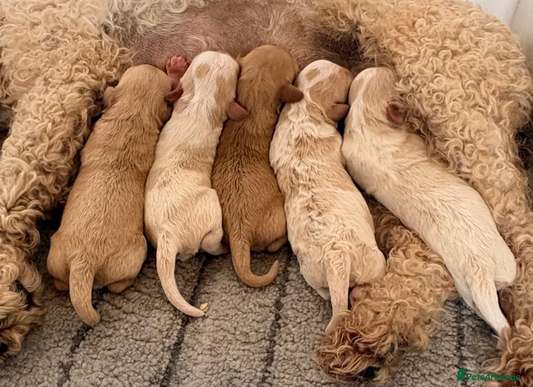Cavapoo dogs for sale: Cavapoo puppies - Advert 2