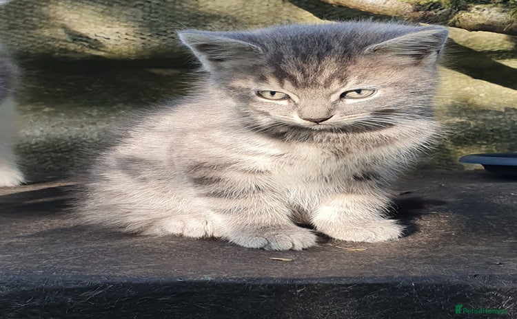 Mixed Breed cats - Advert 12