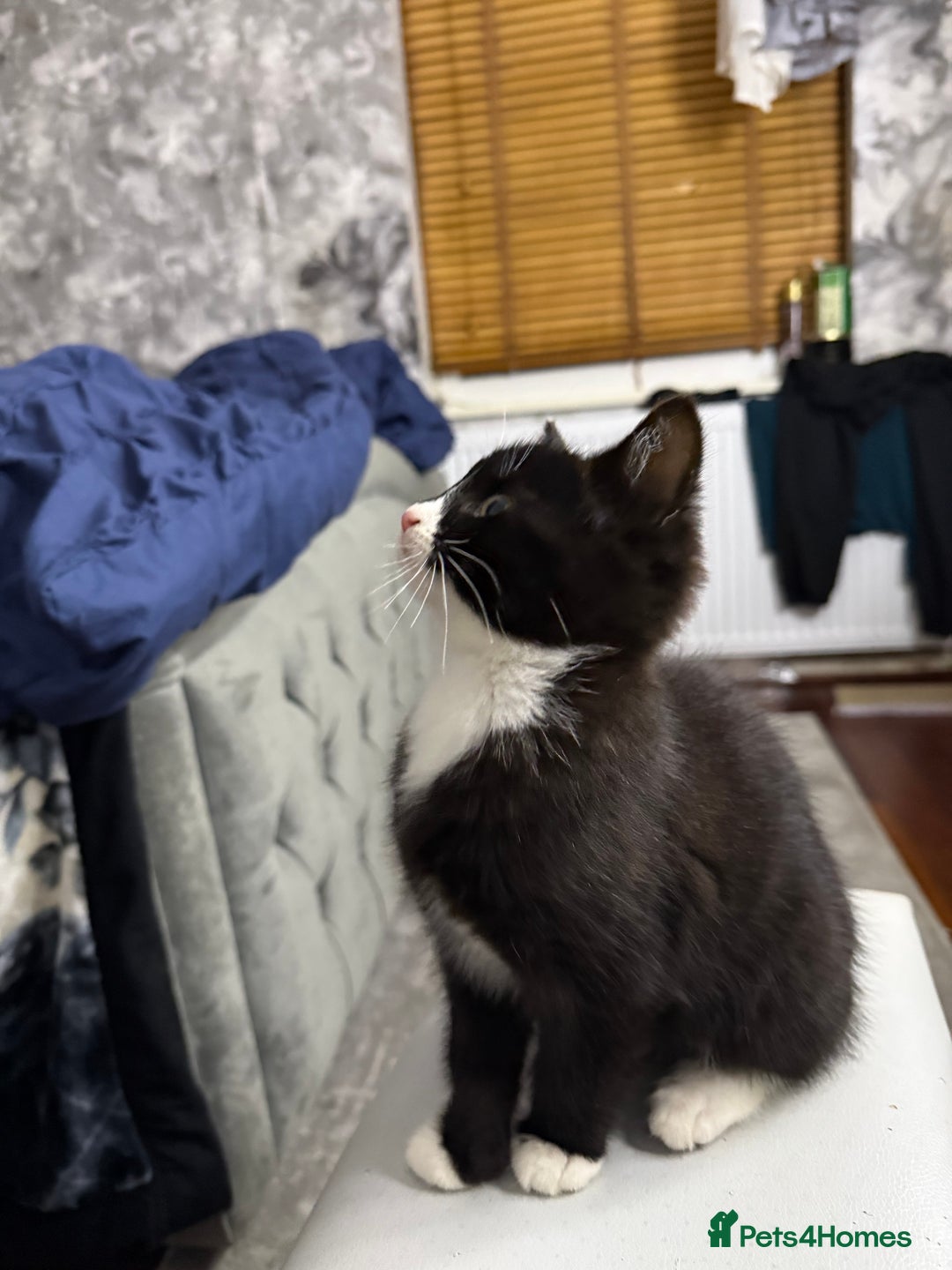 Mixed Breed cats for sale: 10-Week-Old Playful Kittens Seeking Loving Homes - Advert 5