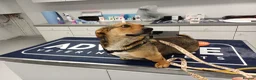 Mixed Breed dogs for adoption: 💛BELLA – The Little Street Dog Who Chose To Trust in Nottingham - Advert 12