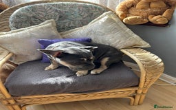 French Bulldog dogs for sale: Female lilac and tan French bulldog  - Image 6