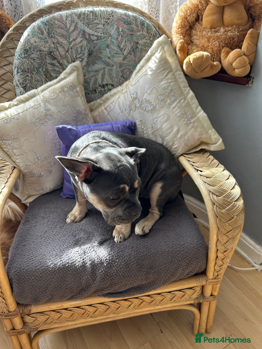 French Bulldog dogs for sale: Female lilac and tan French bulldog  - Image 6