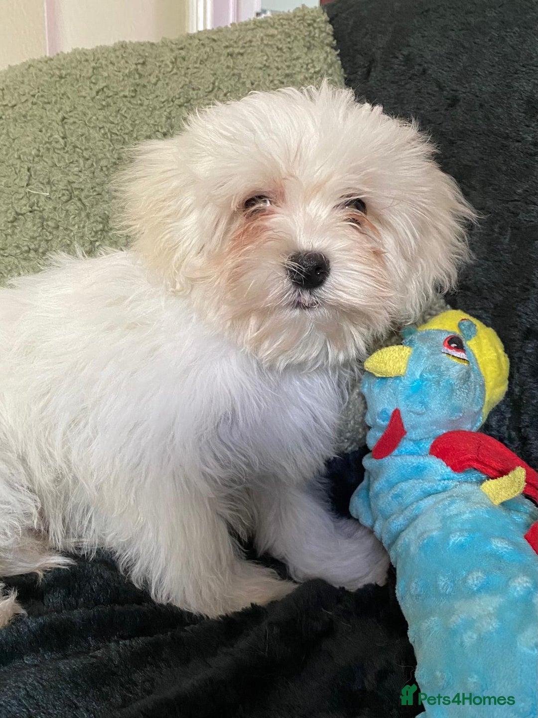 Maltipoo dogs for sale: maltipoo puppies for sale  - Image 17