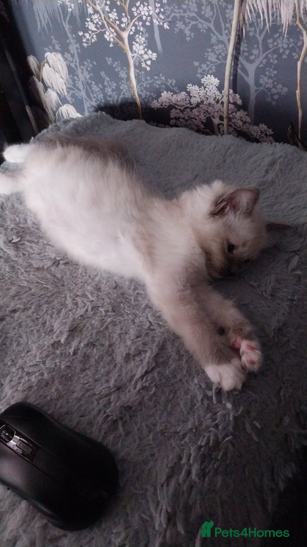 Ragdoll cats for sale: Male bluepoint ragdoll  - Image 7