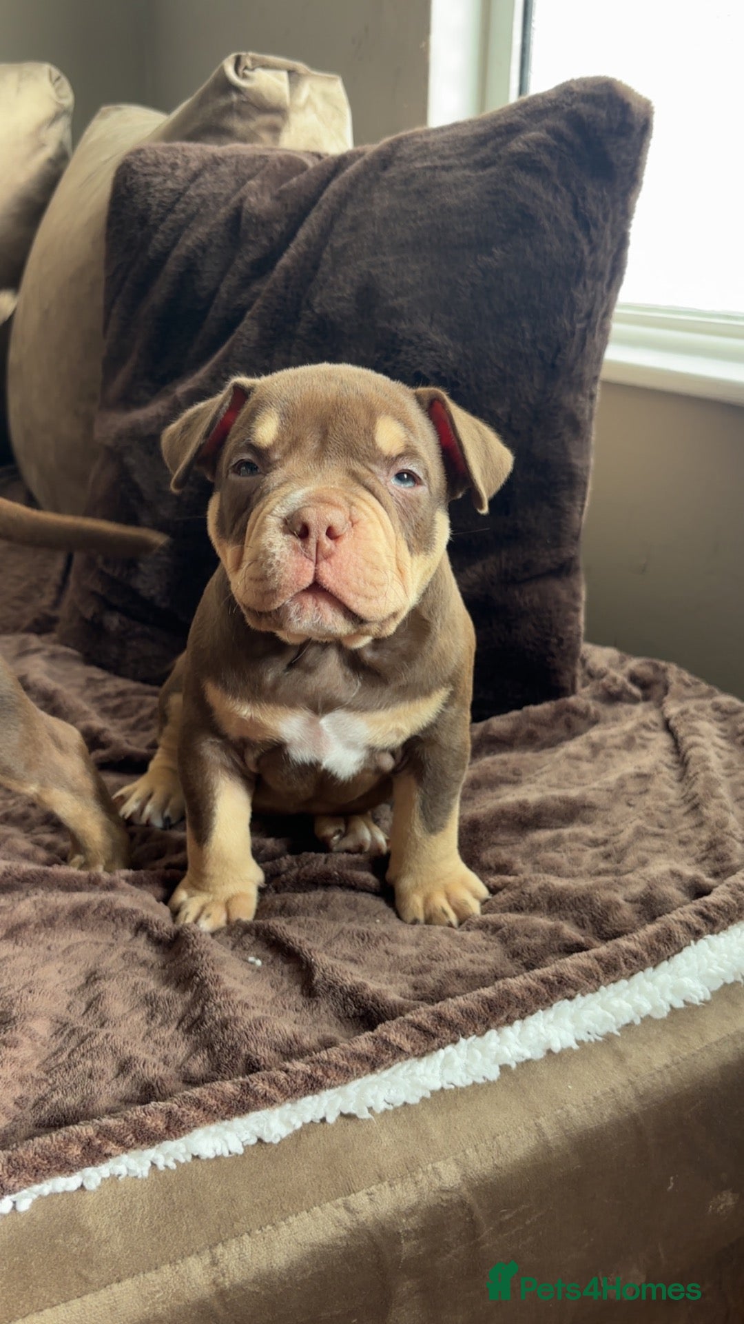 American Bully dogs Mico bullys - Advert 12