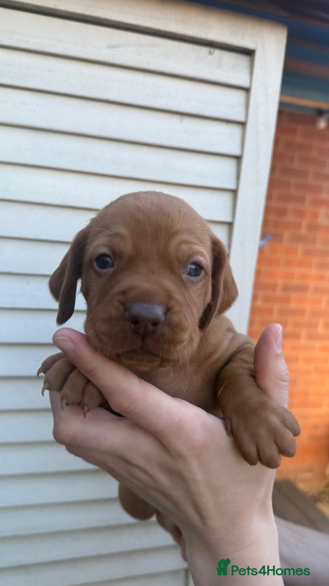 Hungarian Vizsla dogs Viszla Puppies 🐶 4 girls left!!!  - Advert 7