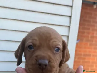Hungarian Vizsla dogs Viszla Puppies 🐶 4 girls left!!! - Advert 7