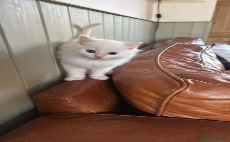 Ragdoll cats DNA tested Ragdoll Kittens - Advert 8