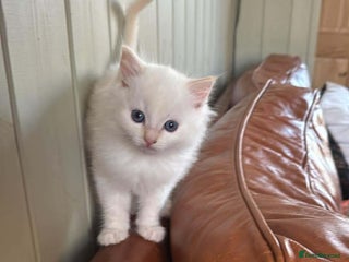 Ragdoll cats DNA tested Ragdoll Kittens - Advert 6