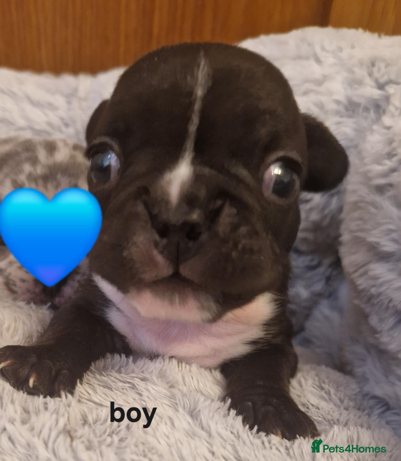 French Bulldog dogs PEDIGREE FRENCH BULLDOG PUPPIES. - Advert 3