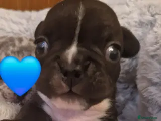 French Bulldog dogs PEDIGREE FRENCH BULLDOG PUPPIES. - Advert 3